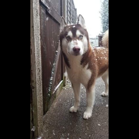 Siberian Husky