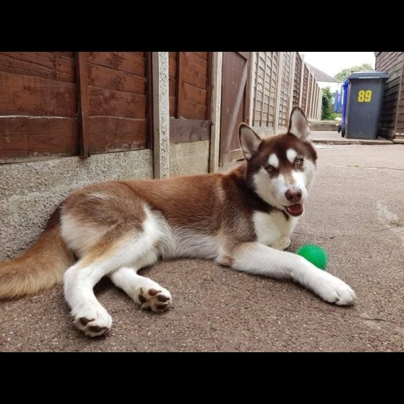 Siberian Husky