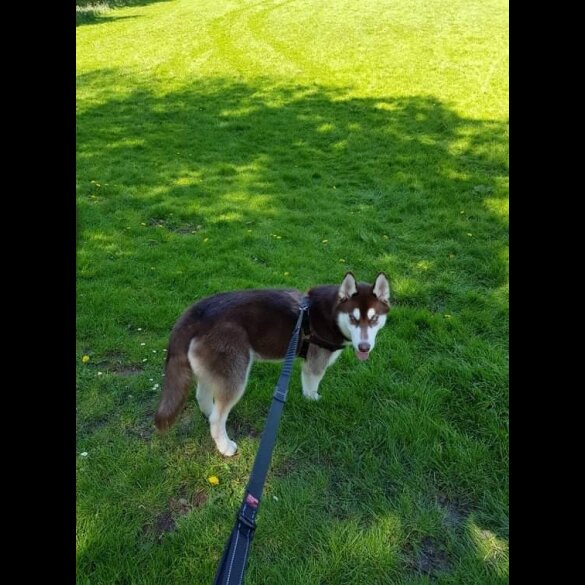 Siberian Husky