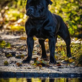 Staffordshire Bull Terrier