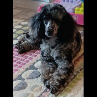 Miniature Poodle