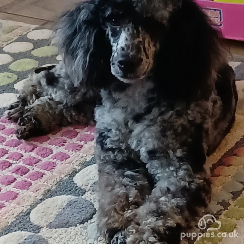 Miniature Poodle Stud Walsall West Midlands Blue merle miniature poodle for STUD only