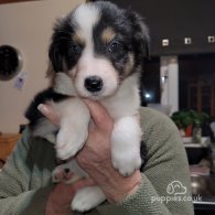 Border Collie - Both