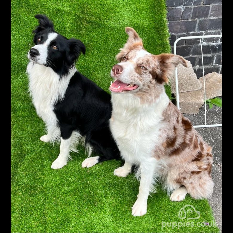 Border Collie Sale Rotherham, South Yorkshire KC Assured Breeder