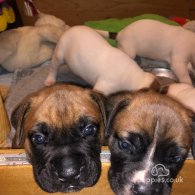 Bullmastiff - Both