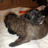 Cane Corso - Both