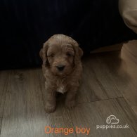 Cavapoo - Both