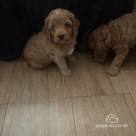 Cavapoo - Both