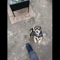 Chihuahua