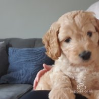 Cockapoo - Both