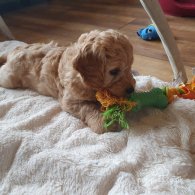 Cockapoo - Both