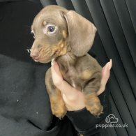 Dachshund (Standard & Miniature) - Both