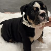 English Bulldog - Both