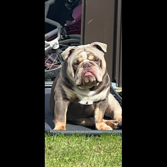 English Bulldog