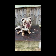 English Bulldog