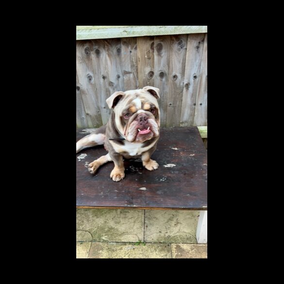 English Bulldog