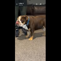 English Bulldog