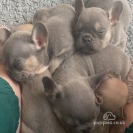 French Bulldog - Both