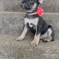 French Bulldog - Bitches