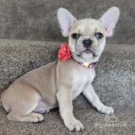 French Bulldog - Bitches