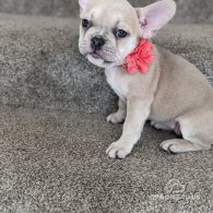 French Bulldog - Bitches