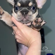 French Bulldog - Both