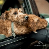 Irish Terrier - Both