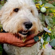 Labradoodle - Both