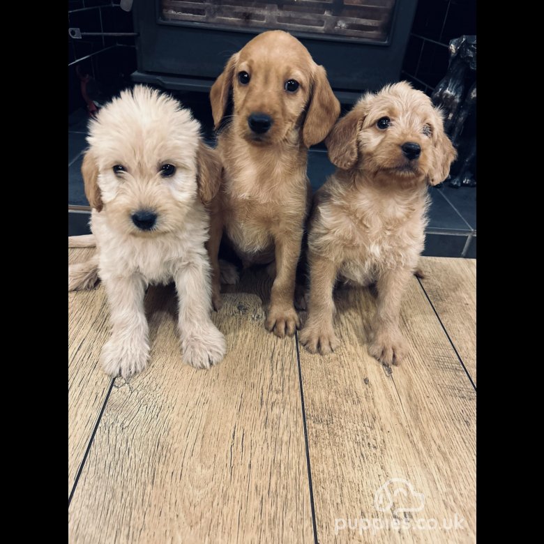 Golden labradoodle hot sale puppy for sale