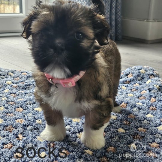 Chihuahua cairn terrier & lhasa apso mix 2024 for sale