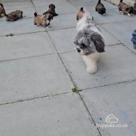 Lhasa Apso - Both