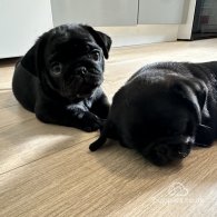 Pug - Both