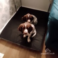 Sprocker Spaniel - Both