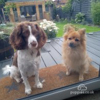 Sprocker Spaniel - Both