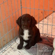 Sprocker Spaniel - Both