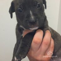 Staffordshire Bull Terrier - Both