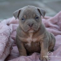 American Bulldog - Both