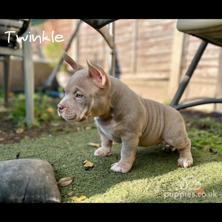 Exotic bully clearance puppies for sale