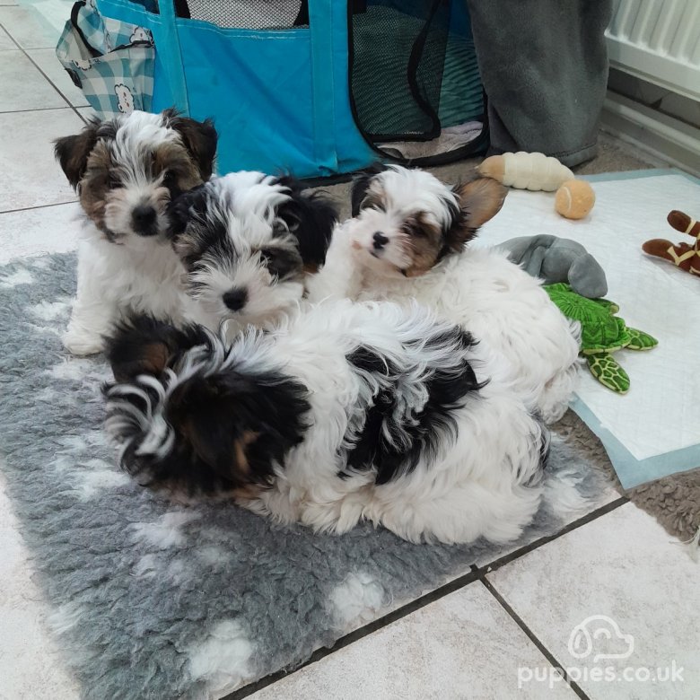 Biewer Terrier Sale Liverpool Merseyside Biewer Terrier Puppies 