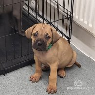 Cane Corso - Dogs