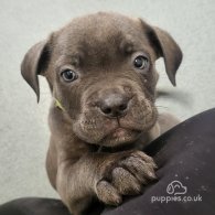 Cane Corso - Dogs