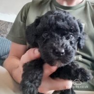 Cavapoo - Both