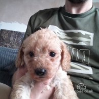 Cavapoo - Both