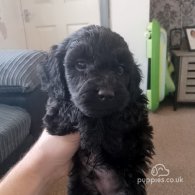 Cavapoo - Both