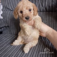 Cavapoo - Both