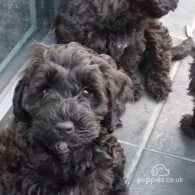 Cockapoo - Both