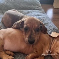 Dachshund (Standard & Miniature) - Dogs