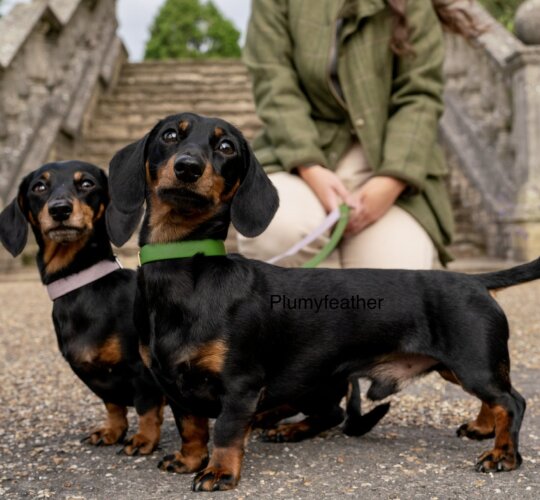 Dachshund (Standard &amp; Miniature)