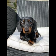 Dachshund (Standard &amp; Miniature)