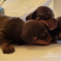 Dachshund (Standard & Miniature) - Both